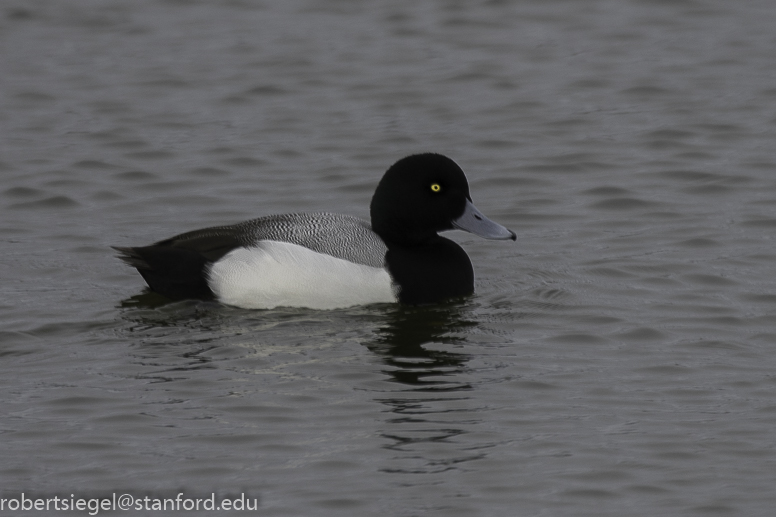 palo alto baylands